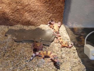 Biete Leopardgecko NZ 2021