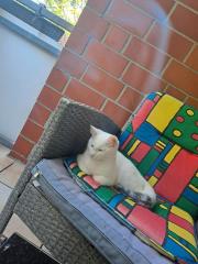 Türkisch Angora/ Bkh Mix 12 monate alt