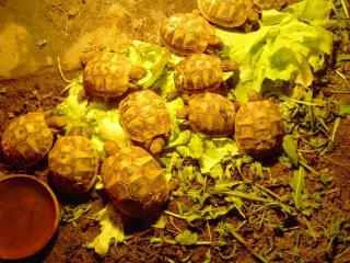 Griechische Landschildkröten THB von 2021