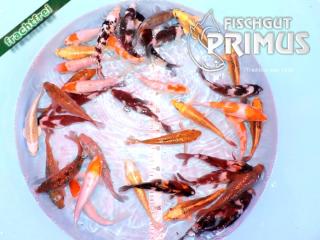 Primus Koi-Mix - Größe 18-20 cm u. a. mit Showa, Matzuba .