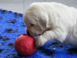 Golden Retriever Welpen aus TOP Verpaarung