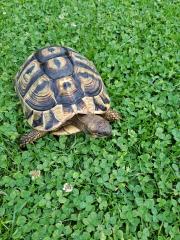 2 Griechische Landschildkröten