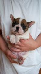 FRANZÖSISCH BULLDOG WELPEN - NOCH 2 RÜDEN -AUS COTTBUS - LIEBHABERZUCHT