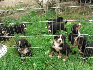 Schweizer Sennenhund Welpen