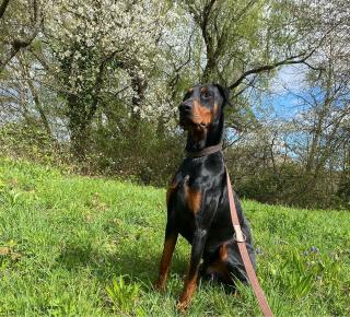 Dobermann Rüde