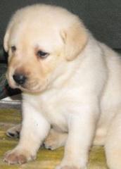 Labrador Retriever Welpen