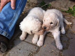 Kuvasz-Welpen abzugeben