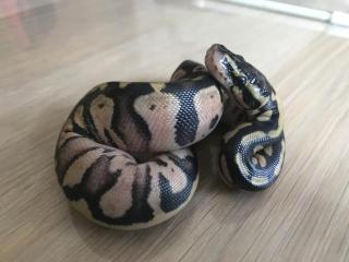 Inferno Pastel Echni Fader het piebald 9 Python regius