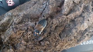 Lucihormetica subcincta Leuchtschaben Zuchtansatz 15 Tiere