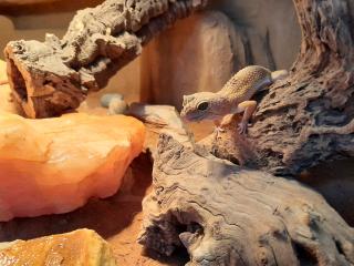 Leopardgecko Weibchen