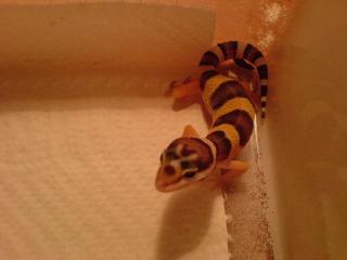 Leopardgecko NZ 2021 suchen ein neues Zuhause.