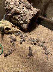 Bartagame Babys