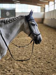 Spanische Cruzado Stute
