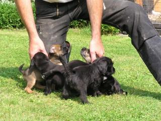 Liebevolle Hundeeltern gesucht