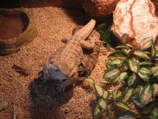 Bartagame terrarium