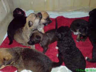 Border Collie Mix Welpen geimpft und entwurmt
