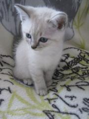 Reinr. Birma - Katzenmädchen 10 Wochen mit strahlend blauen Augen