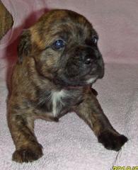Super süße Französische Bulldog Mix Welpen