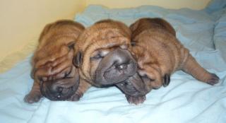 Sharpei Rüde