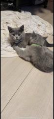 BKH Kitten abgabebereit