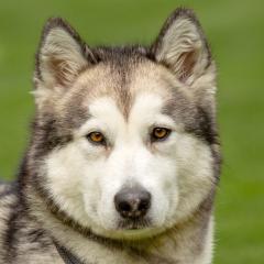 WAPAJ - weiblich 3 Jahre 56 cm 19 kg Husky Gechipt Nicht kastriert
