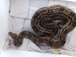 0. 1 Mexican Boa abzugeben