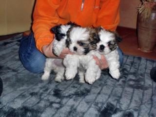 4 süße Shih Tzu Welpen suchen ein neues Zuhause