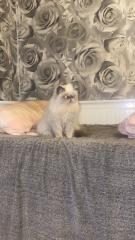 Wunderschöne persische Katze