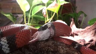 Königsnatter abzugeben