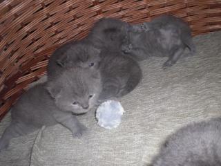 4 süße Britisch Kurzhaar Kitten blau zu vergeben