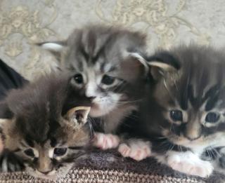 Reinrassiege Maincoon Kätzchen silver-white-Tabby/silver-black-red -Tabby