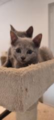 Russisch blau Kitten reinrassig 20. 10. 2024