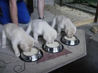 Süsse Labrador Welpen