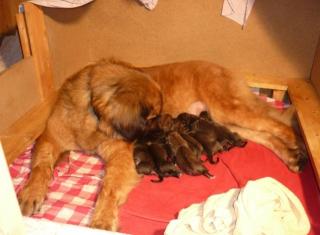 Leonberger Welpen, zuckersüß und löwenstark