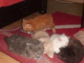 Perser babys