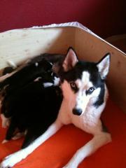 Siberian Husky Welpen geb. 31. 12. 2021