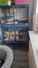 Chinchilla Mädchen mit Käfig