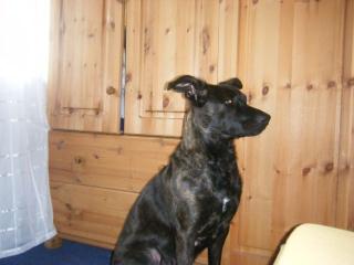 Leika 2Jahre sucht neue liebe Familie