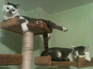 2 Katzen suchen ein neues Zuhause.
