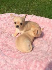 Reinrassige Chihuahua-Welpen