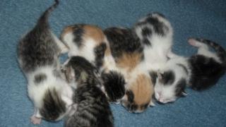 Habe wunder schöne katzen babys ab zu geben