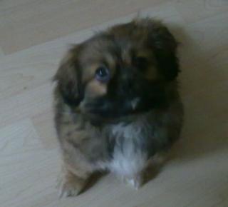 SÜSSER PEKINESE MINI