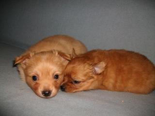 Spitz Chihuahua mix welpen