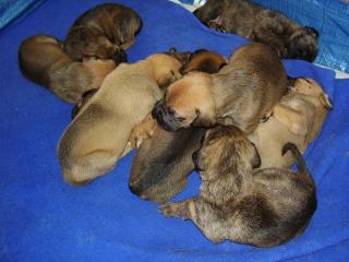 Boxer-schäferhund-mix welpen