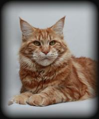 Maine Coon Kastratin in red cl tabby