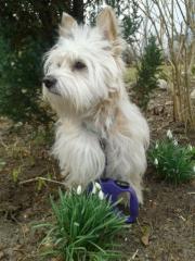 Malteser-Havaneser Mischling 1, 5 Jahre sucht neues Zuhause
