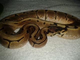 Python regius Mojave, Spider, Pastel, CinnTiger Sib .