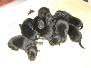 Husky Mix Welpen