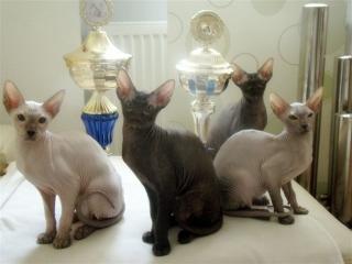 Schöne PETERBALD Kitten aus einer seriosen Zucht suchen liebevollen Hände