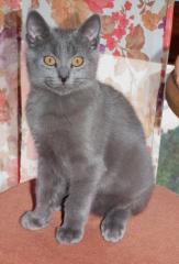 Chartreux, reinrassigen Kartäuserkitten